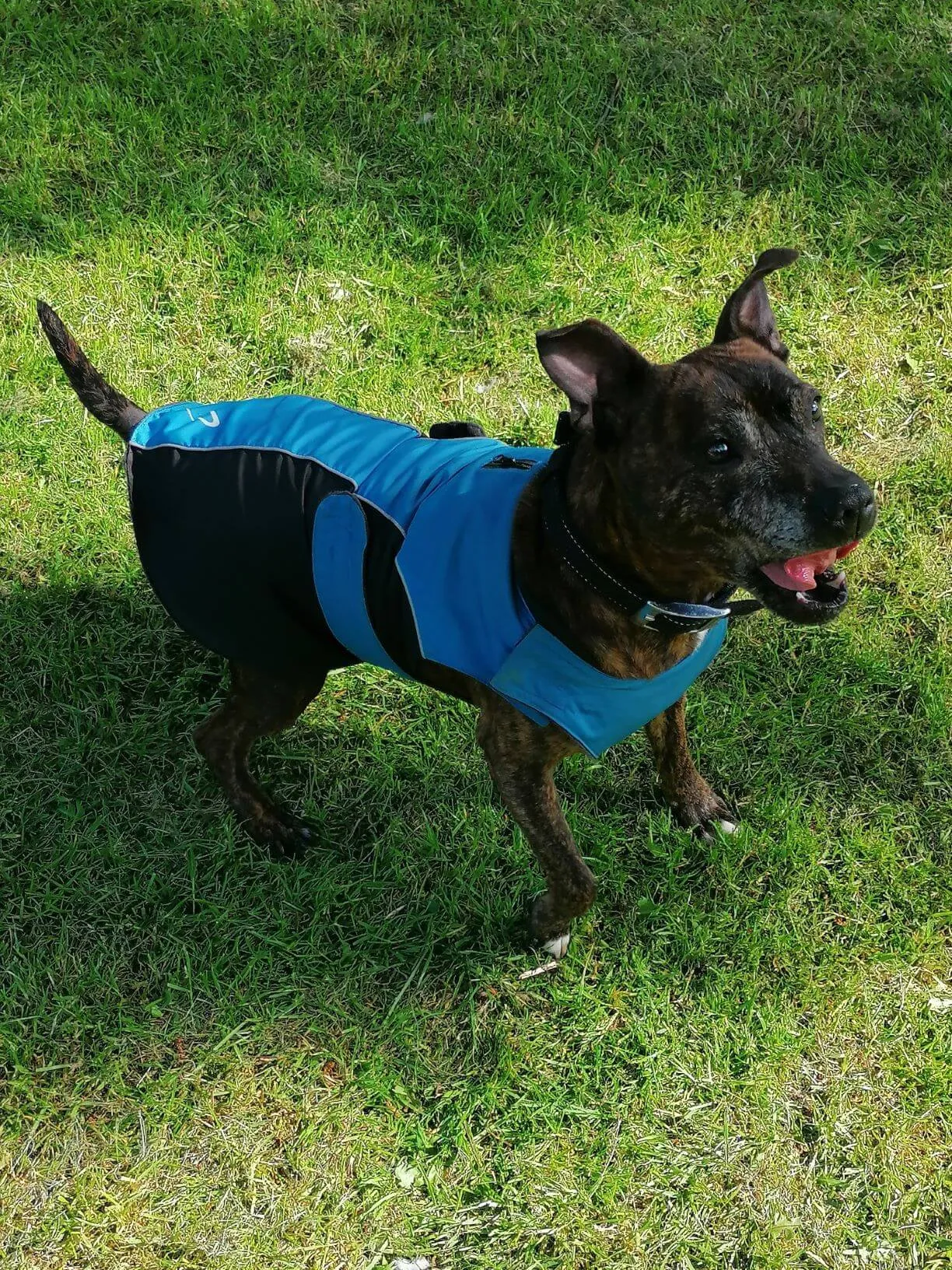 Gor Pets Wrapid Water Resistant Dog Coat